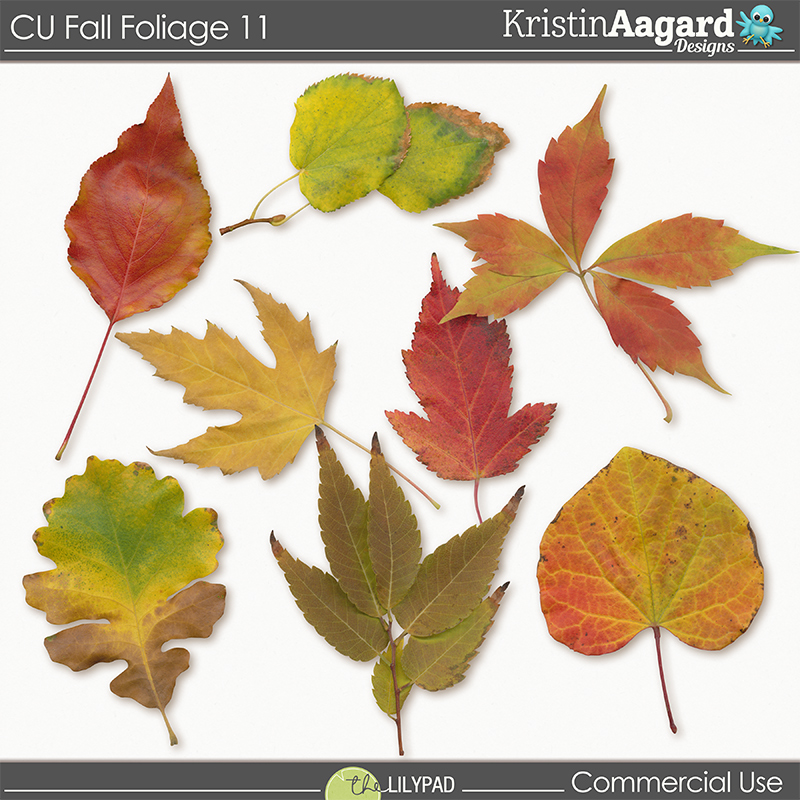CU Fall Foliage 11 - Image 4