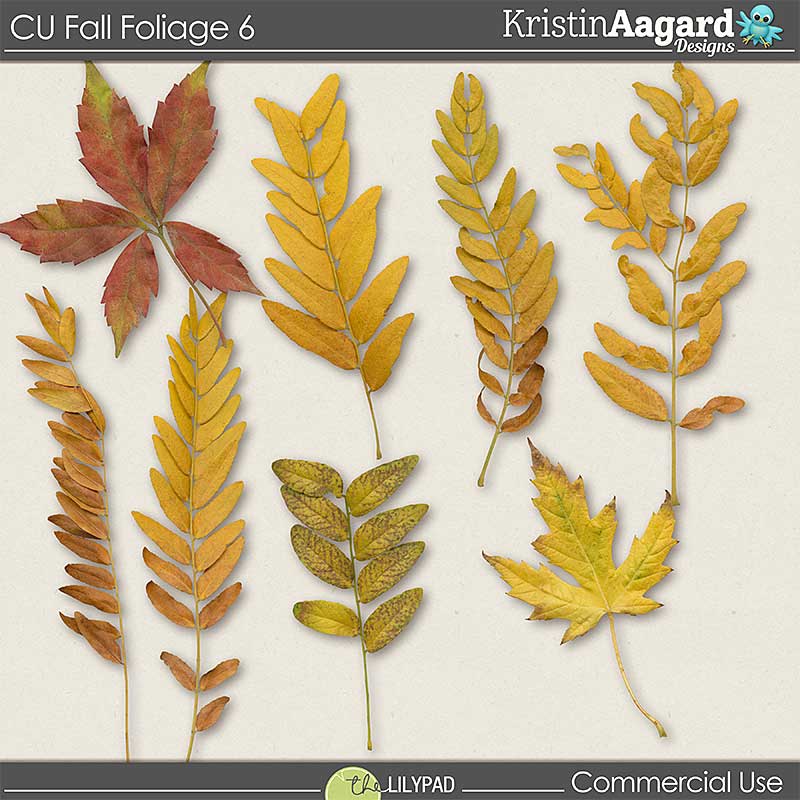 CU Fall Foliage 6