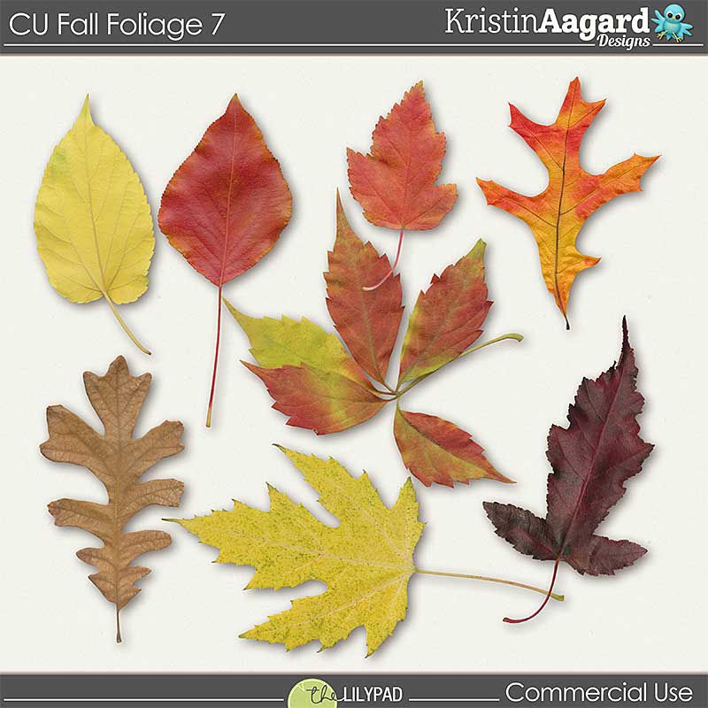 CU Fall Foliage 7