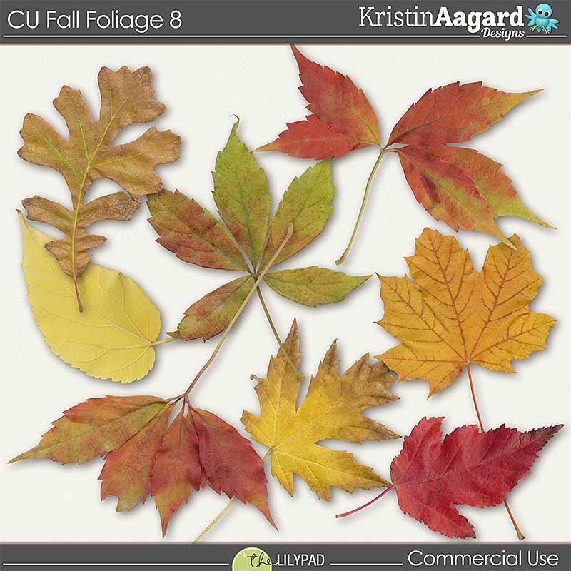 CU Fall Foliage 8