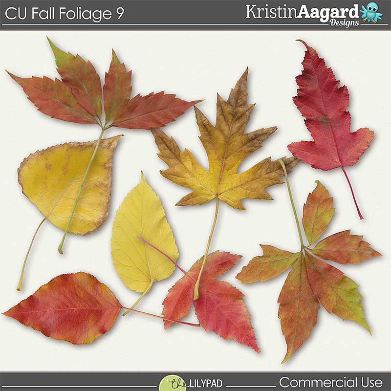 CU Fall Foliage 9 - Image 2