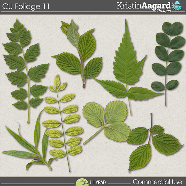 CU Foliage 11