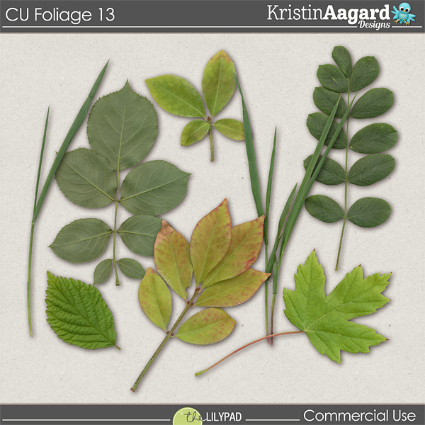 CU Foliage 13