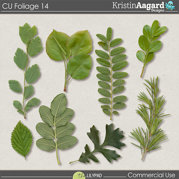 CU Foliage 14