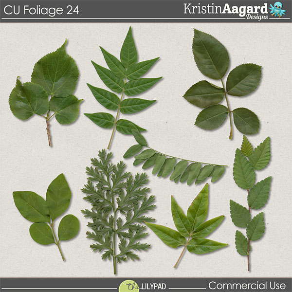 CU Foliage 24