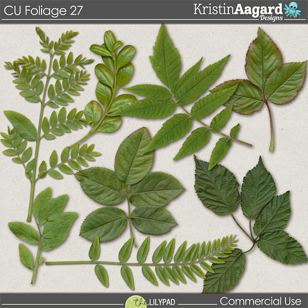 CU Foliage 27