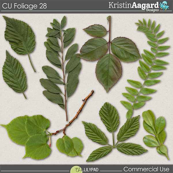 CU Foliage 28