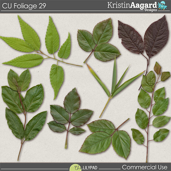 CU Foliage 29