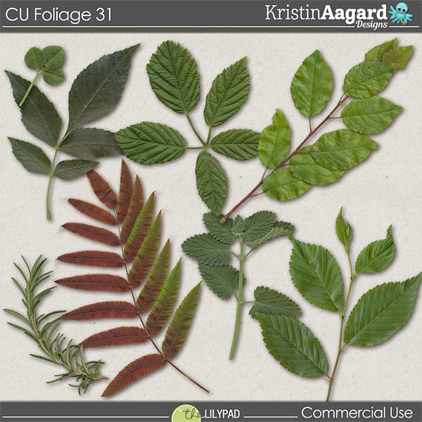 CU Foliage 31