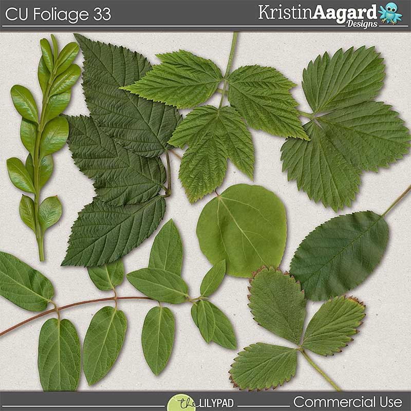 CU Foliage 33 - Image 6