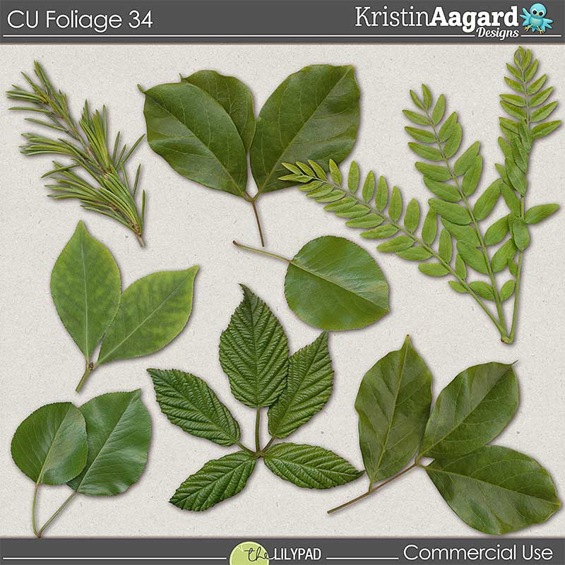 CU Foliage 34
