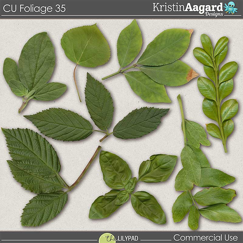 CU Foliage 35