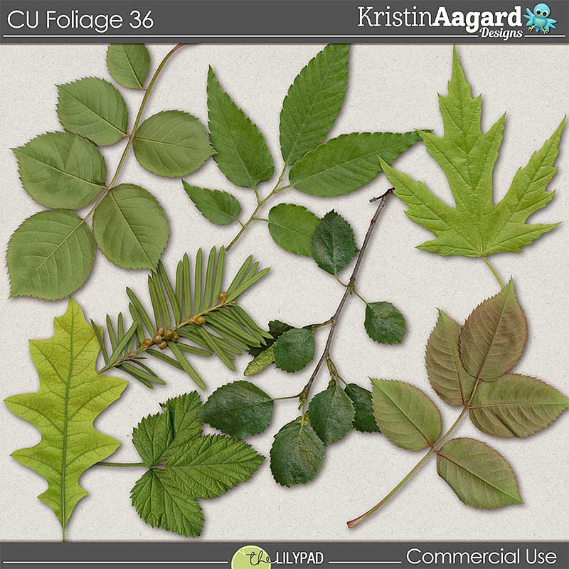 CU Foliage 36 - Image 2