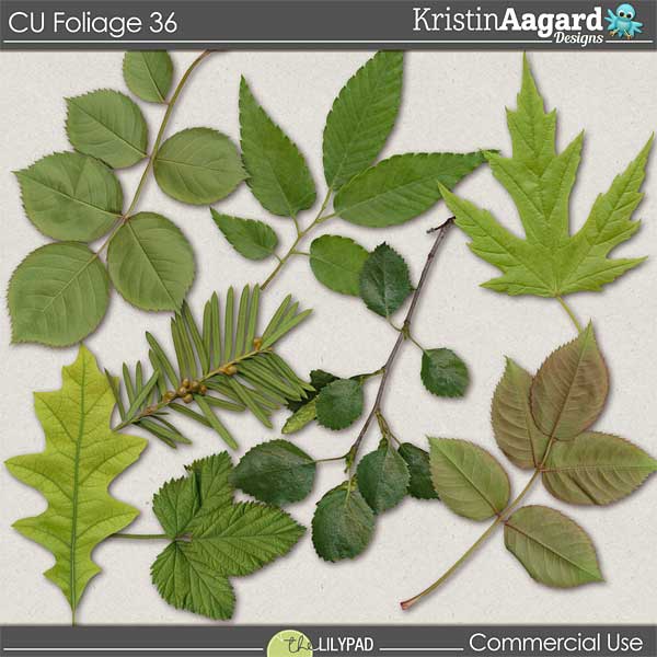 CU Foliage 36