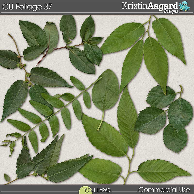 CU Foliage 37