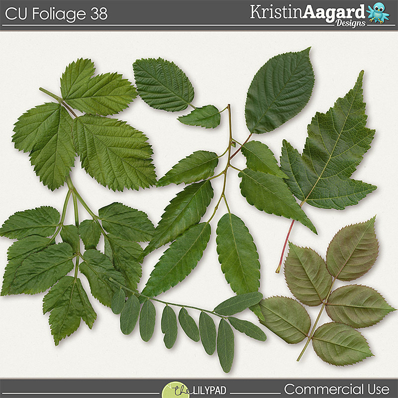 CU Foliage 38