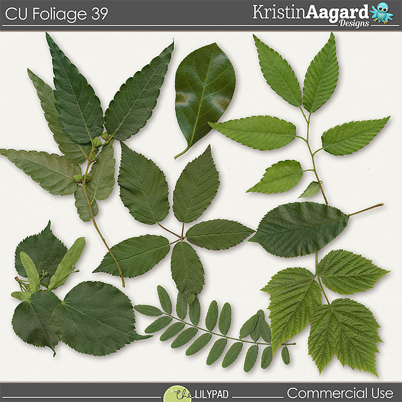 CU Foliage 39 - Image 6