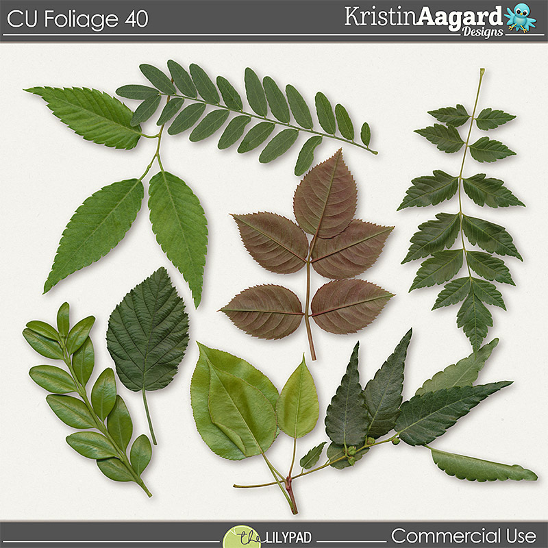 CU Foliage 40