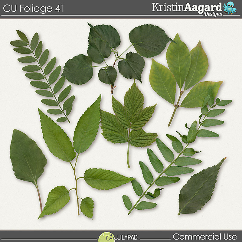 CU Foliage 41