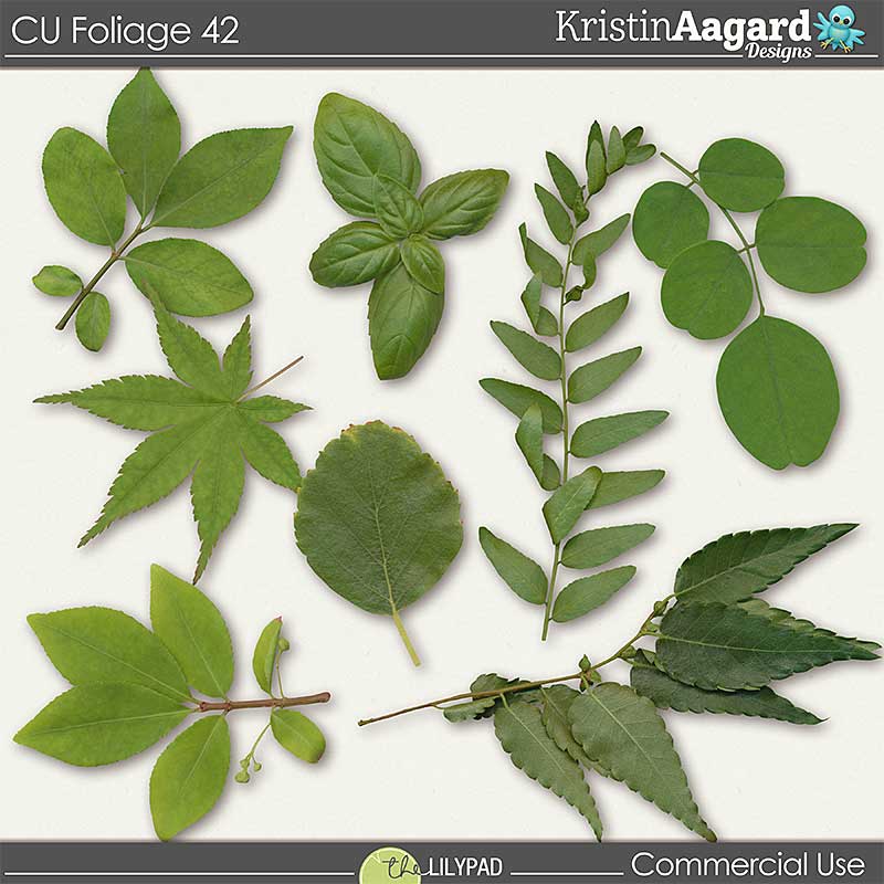 CU Foliage 42