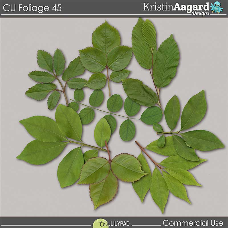 CU Foliage 45 - Image 2