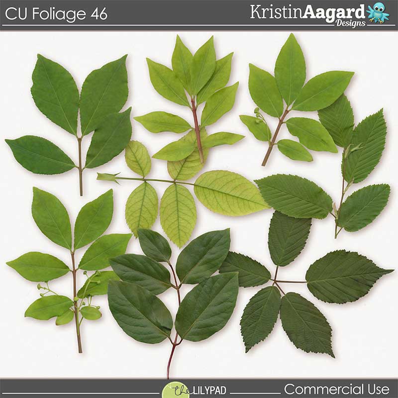 CU Foliage 46