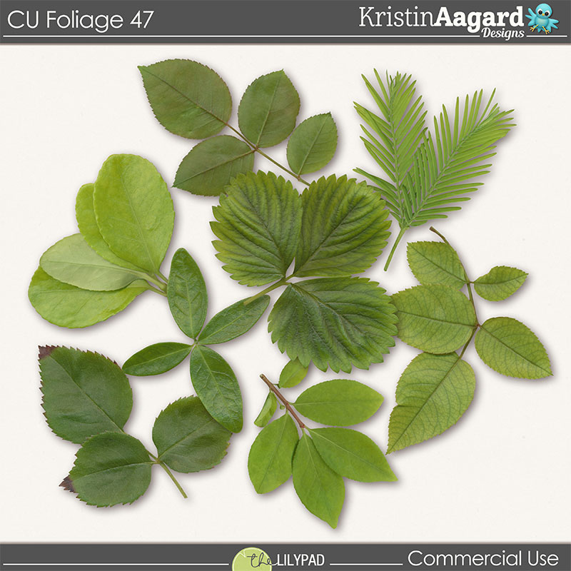 CU Foliage 47 - Image 2