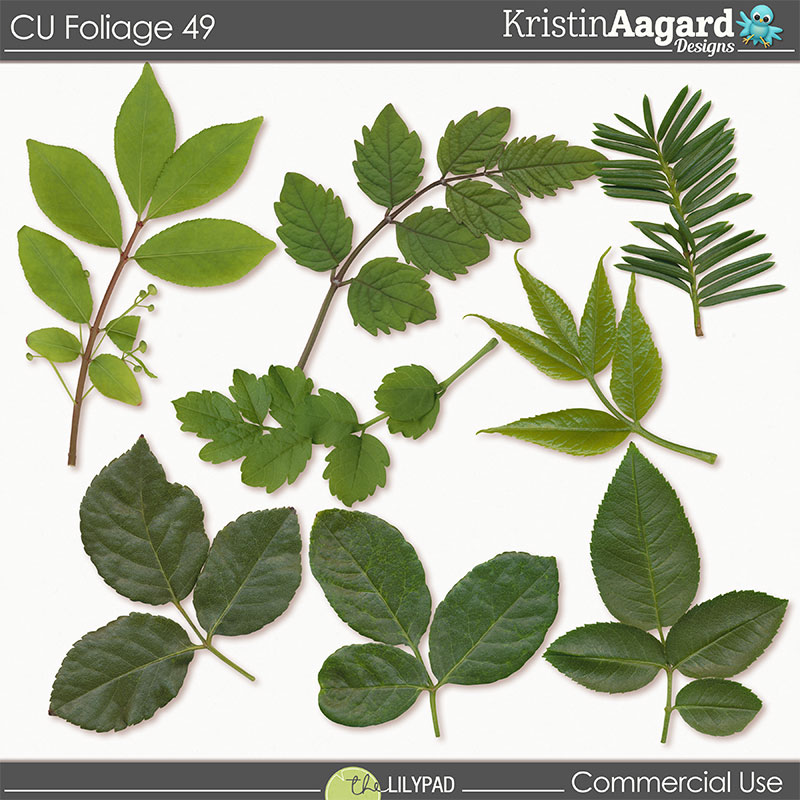 CU Foliage 49 - Image 5