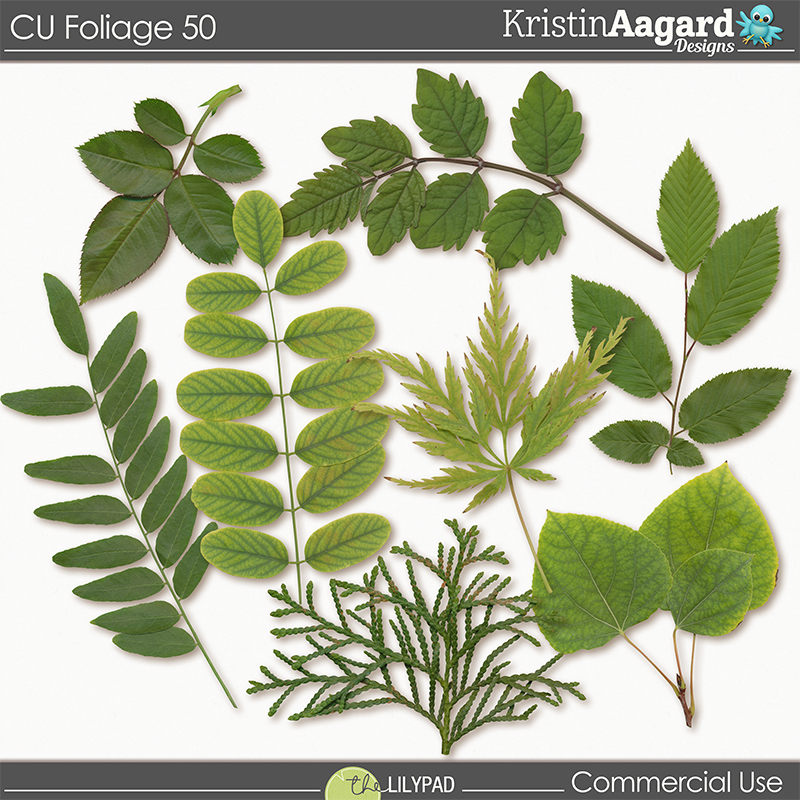 CU Foliage 50 - Image 6
