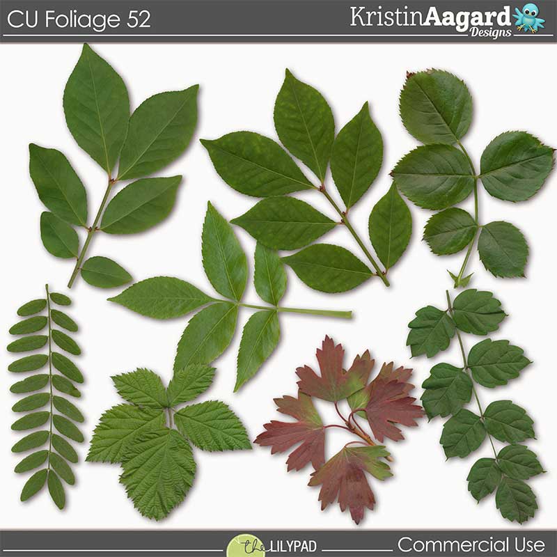 CU Foliage 52 - Image 2