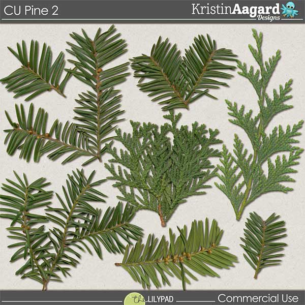 CU Pine 2