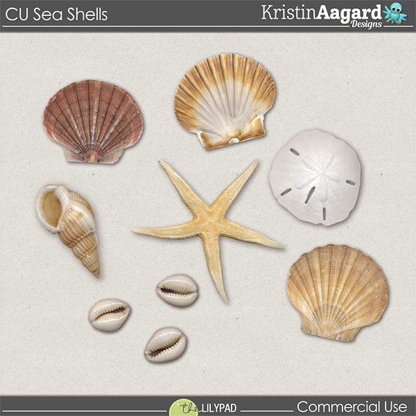 CU Seashells