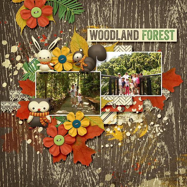 Woodland Autumn - Image 8