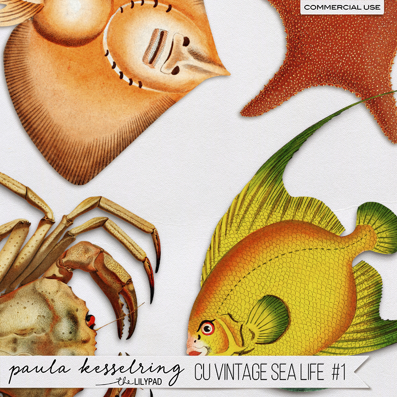 CU - Vintage Bundle #1 - Image 7