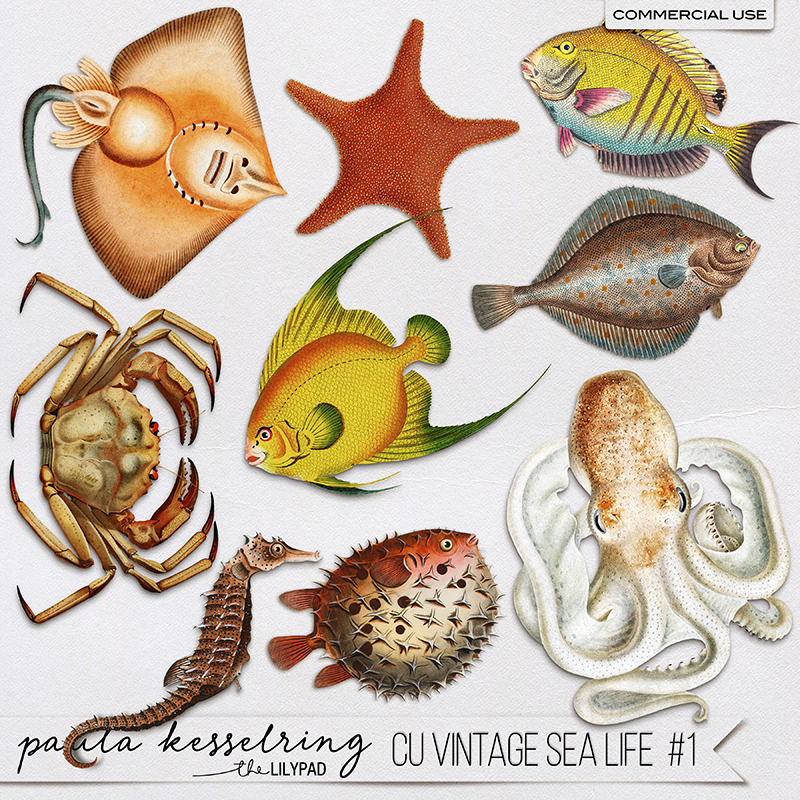 CU - Vintage Bundle #1 - Image 9
