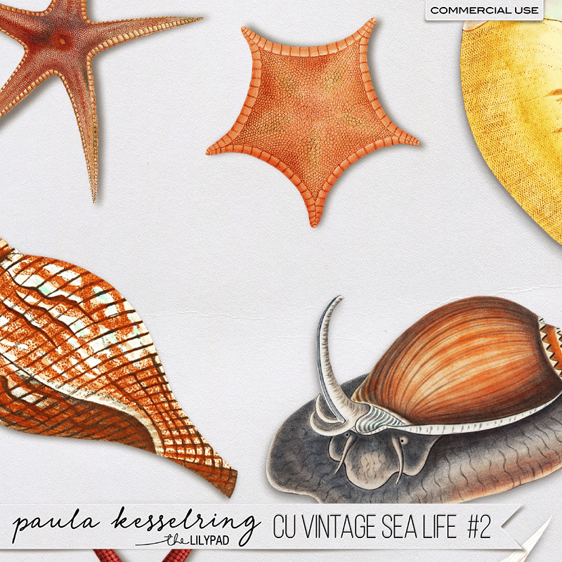 CU - Vintage Bundle #1 - Image 10