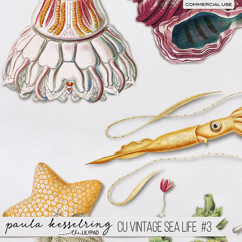 CU - Vintage Sea Life #3 - Image 2