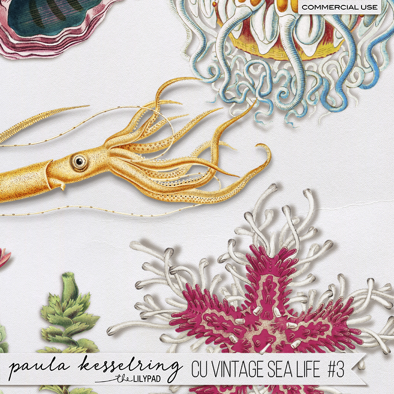 CU - Vintage Sea Life #3 - Image 3