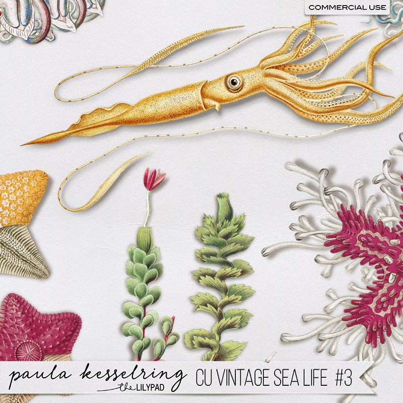 CU - Vintage Sea Life #3 - Image 4