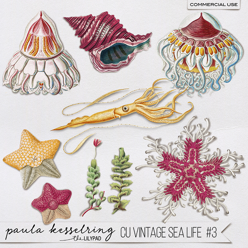 CU - Vintage Sea Life #3 - Image 5