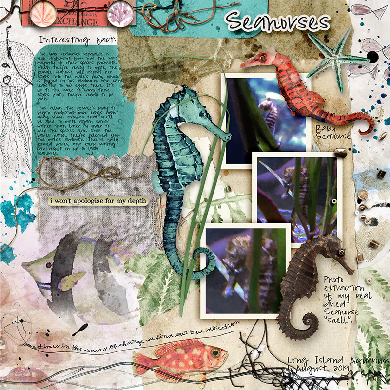 Syngnathidae | The Complete Mixed Media Collection - Image 8