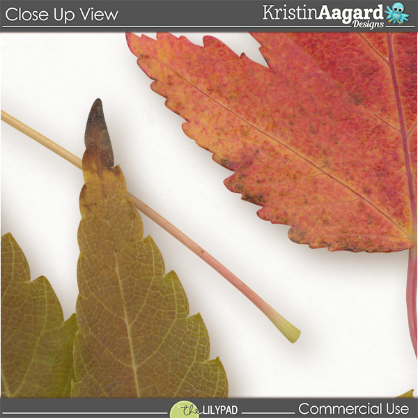 CU Fall Foliage 11 - Image 2