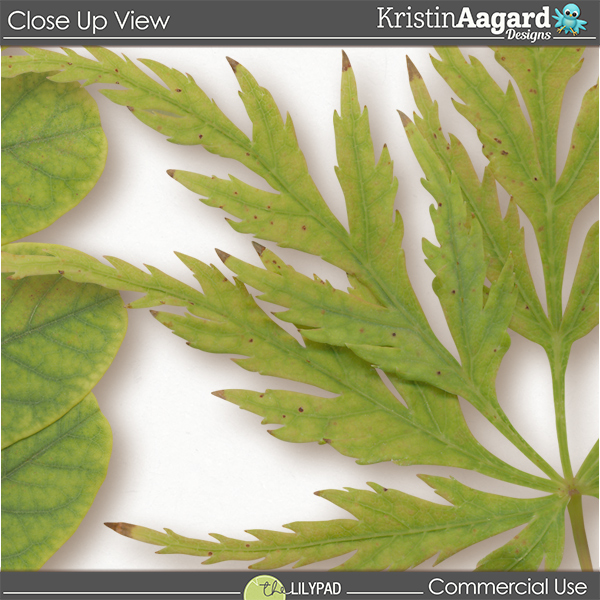 CU Foliage 50 - Image 2