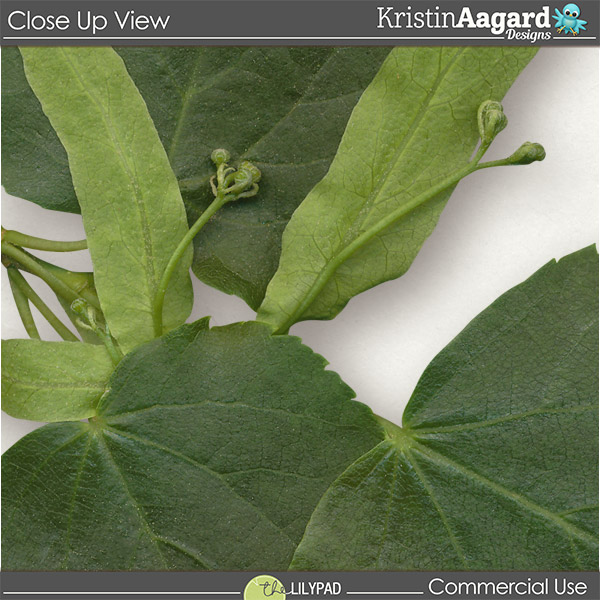 CU Foliage 39 - Image 2