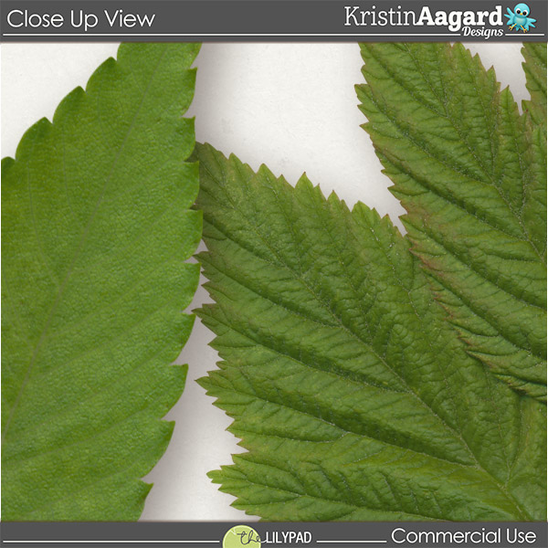 CU Foliage 41 - Image 2