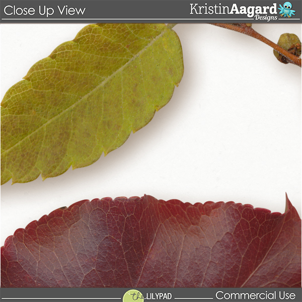 CU Fall Foliage 10 - Image 2