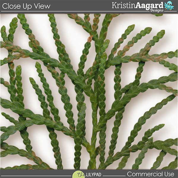 CU Foliage 50 - Image 3