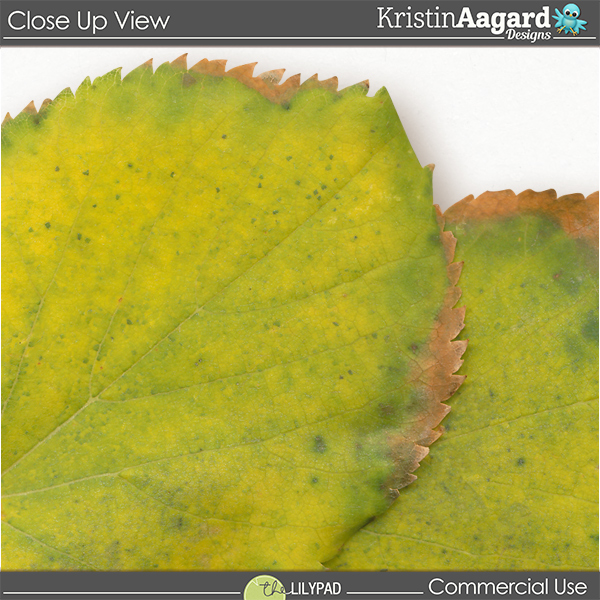 CU Fall Foliage 11 - Image 3