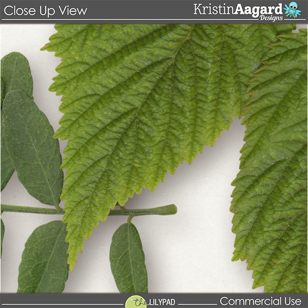 CU Foliage 39 - Image 3