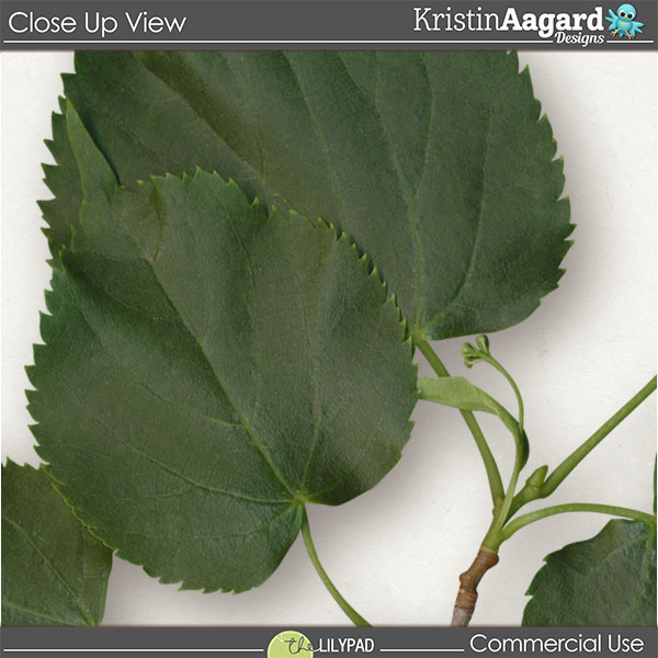 CU Foliage 41 - Image 3